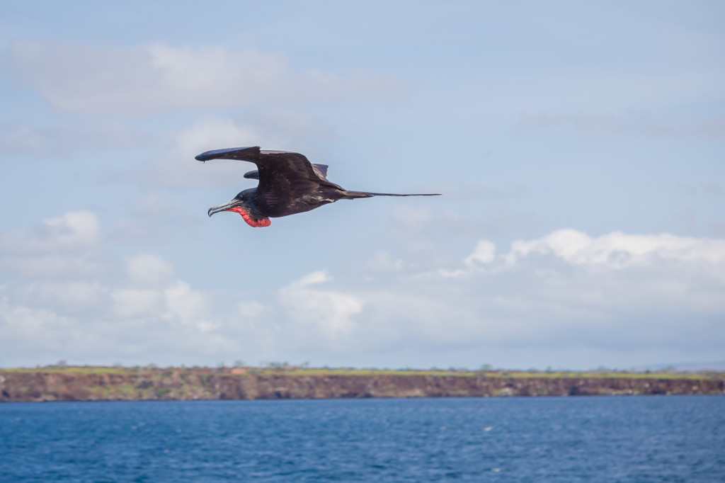 Galapagos | Frigatebirds of Seymour Norte
