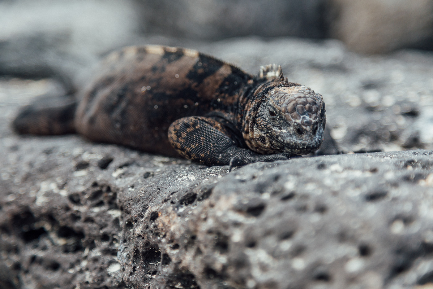 Galapagos - Tortuga Bay + Turtle Reserve (37 of 58) June 15