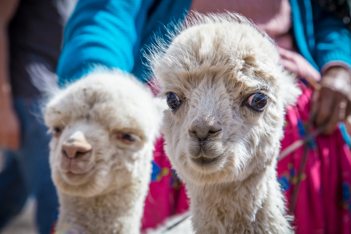 Alpacas of Peru