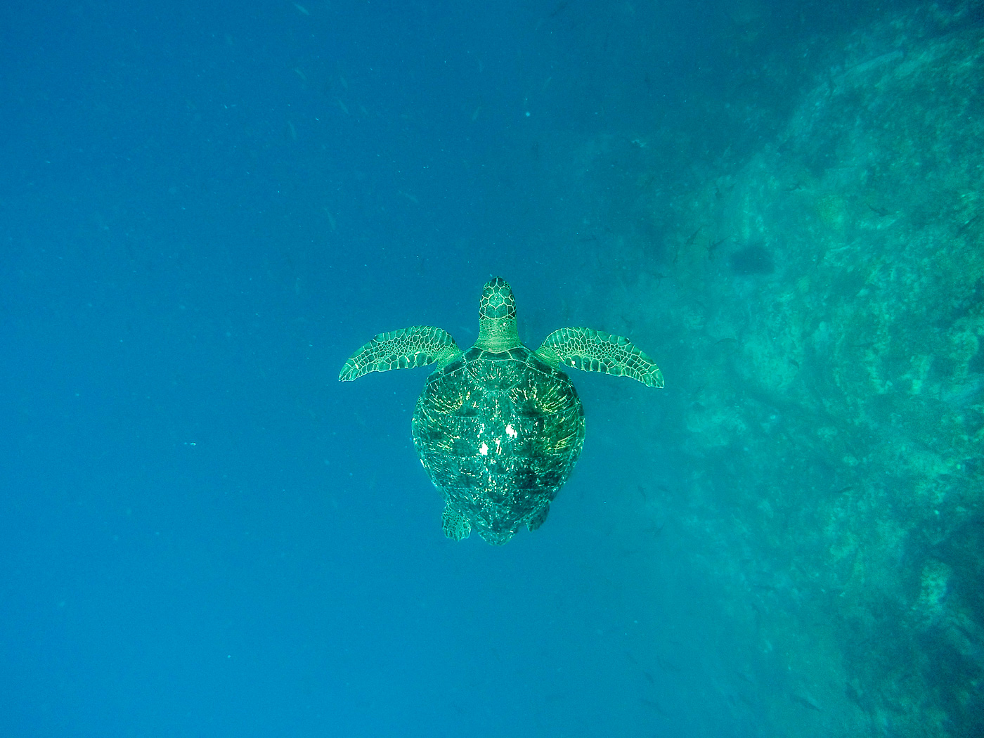 Sea Turtle, Kicker Rock, Isla San Cristobal