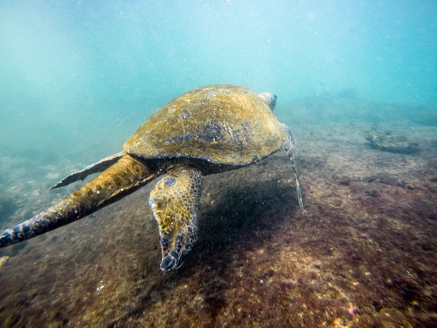 Long-tailed sea turtle, Isla Isabela Galapagos