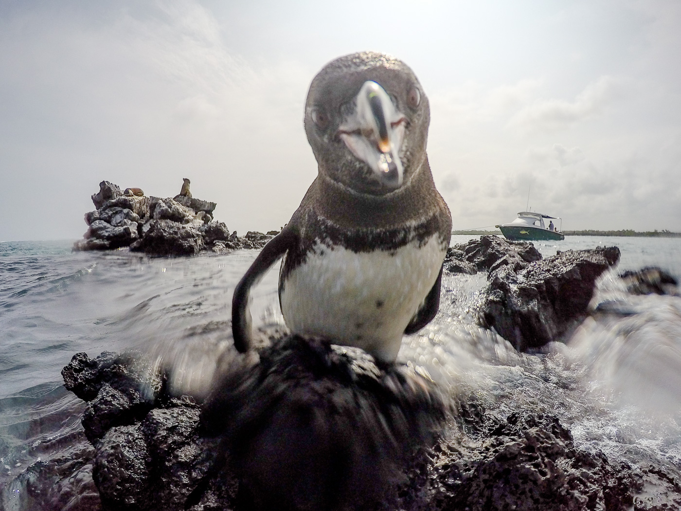 Penguins, Los Tuneles, Isla Isabela