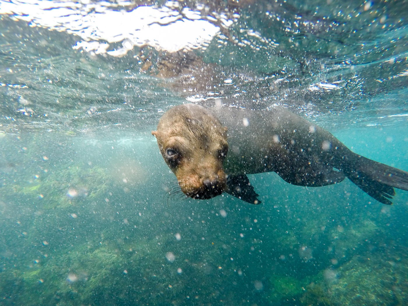 Sea Lions Playing, Los Tuneles, Isla Isabela