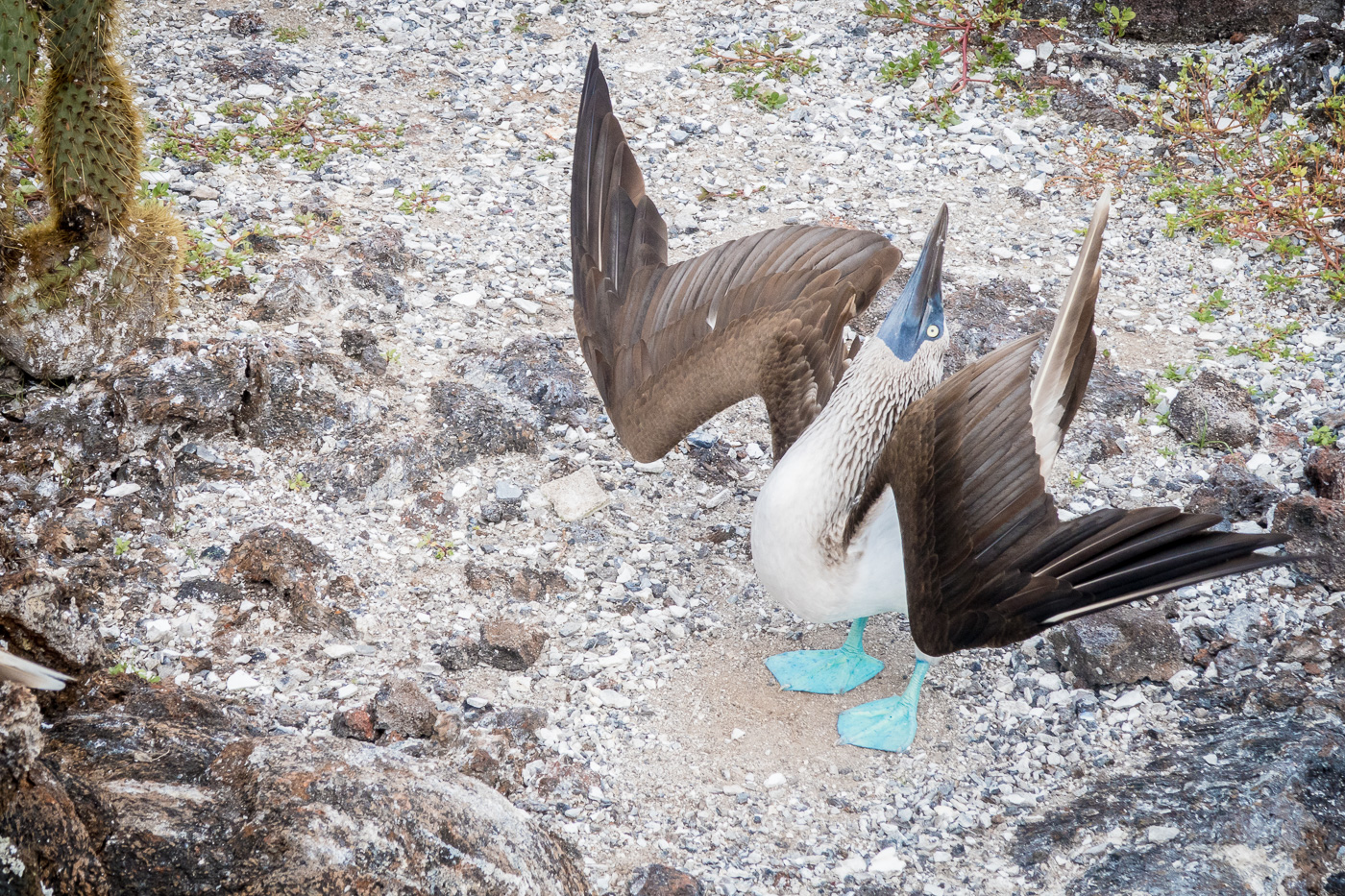 Blue Footed Boobie, Isla Isabela, Los Tuneles