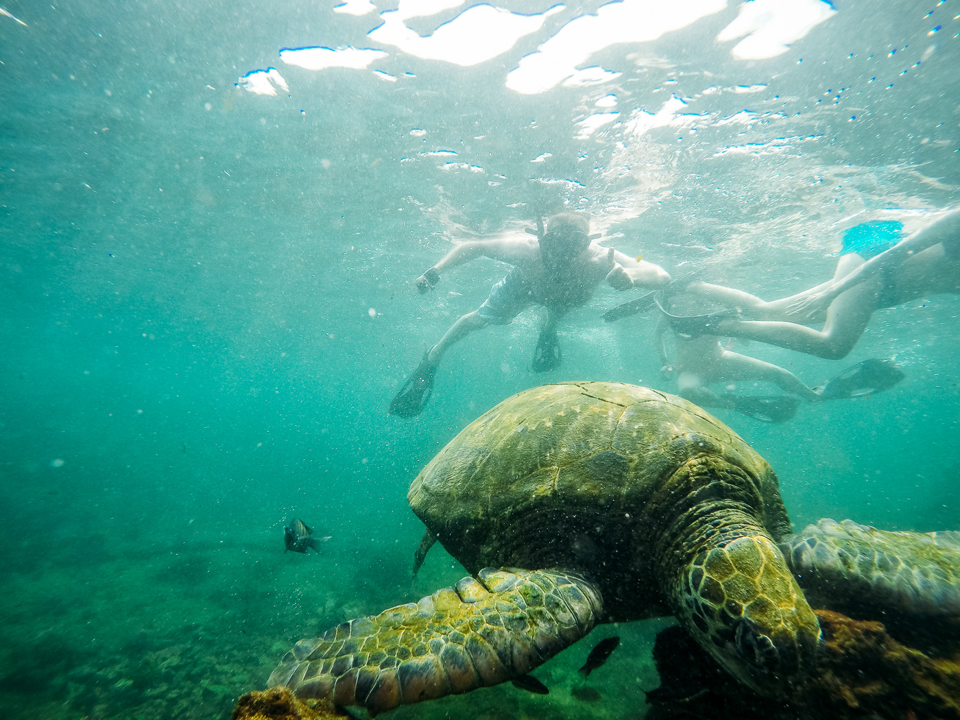 Snorkeling with the sea turtles, Isla Isabela Los Tuneles