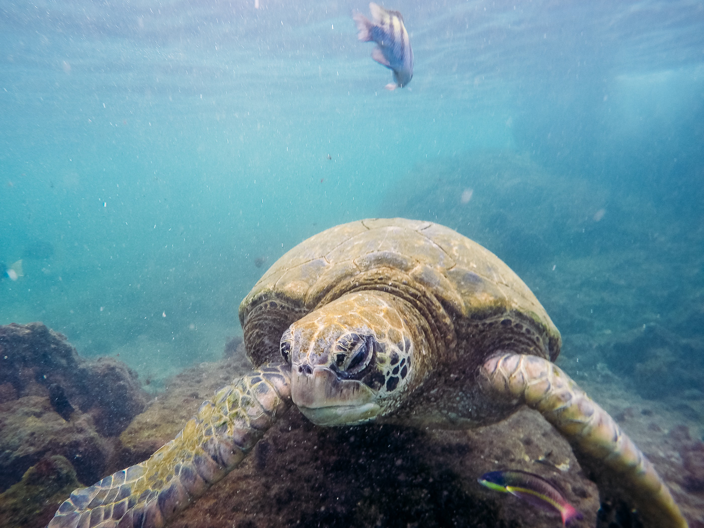 Sea Turtles, Los Tuneles, Peurto Vilamil, Isla Isabela, Galapagos