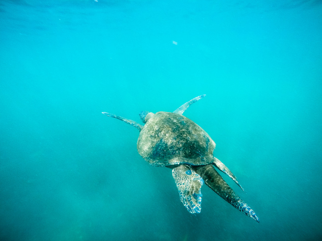 Galapagos | Spectacular Snorkeling at Los Tuneles