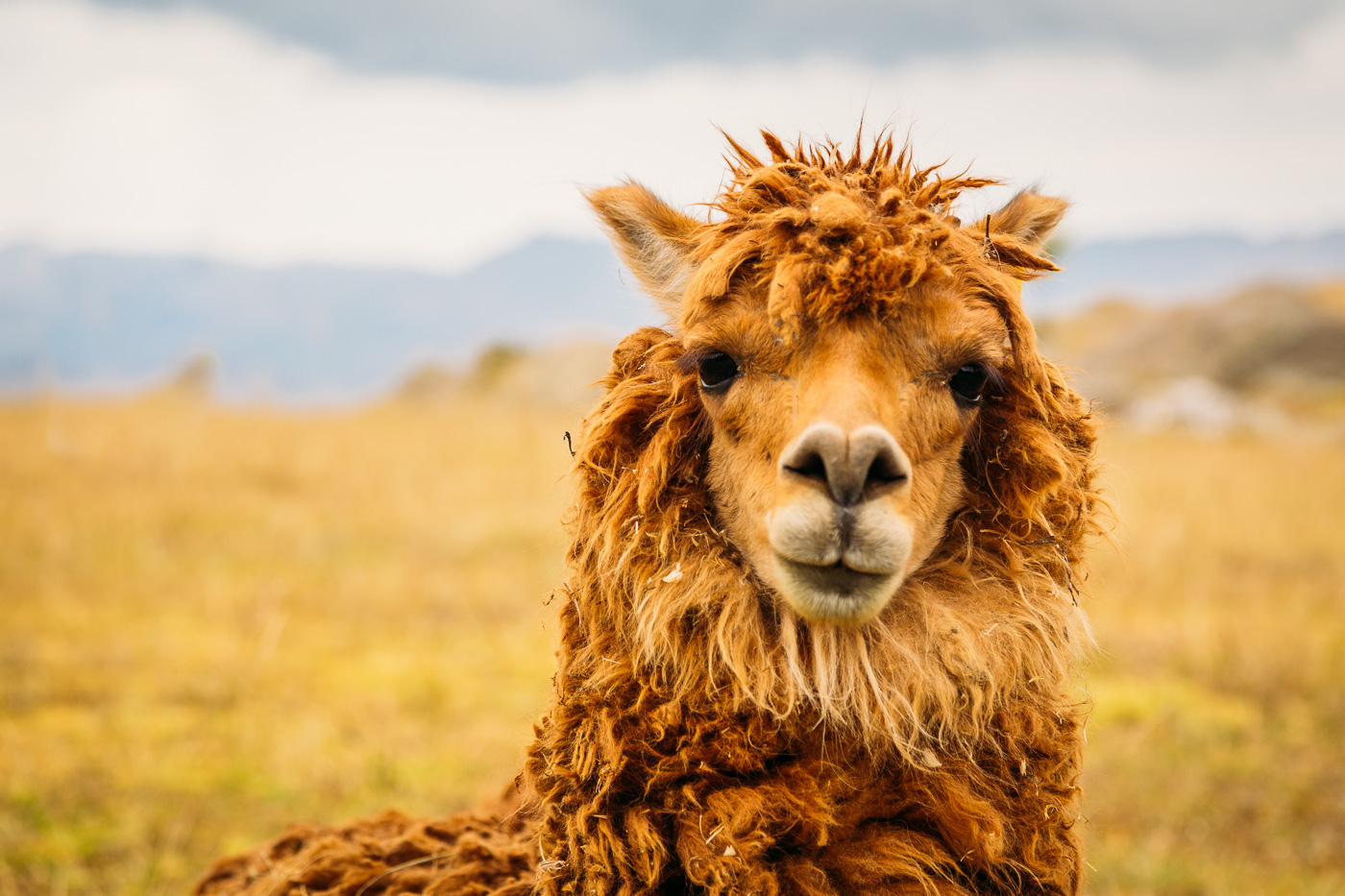 Llama Saksaywaman Cusco Peru -34- July 2015