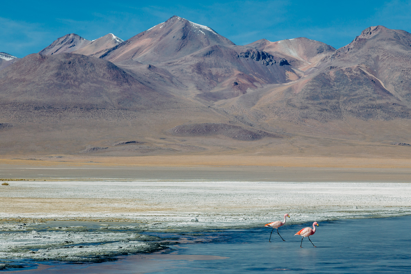 Laguna Canapa on Bolivia's southwestern altiplano 