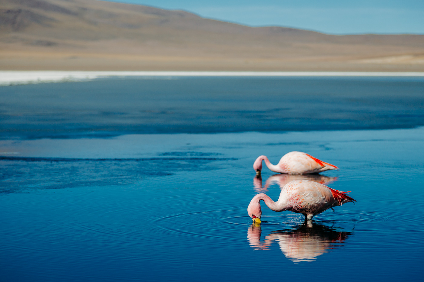 Magnificent Flamingos of Bolivia's lagoons