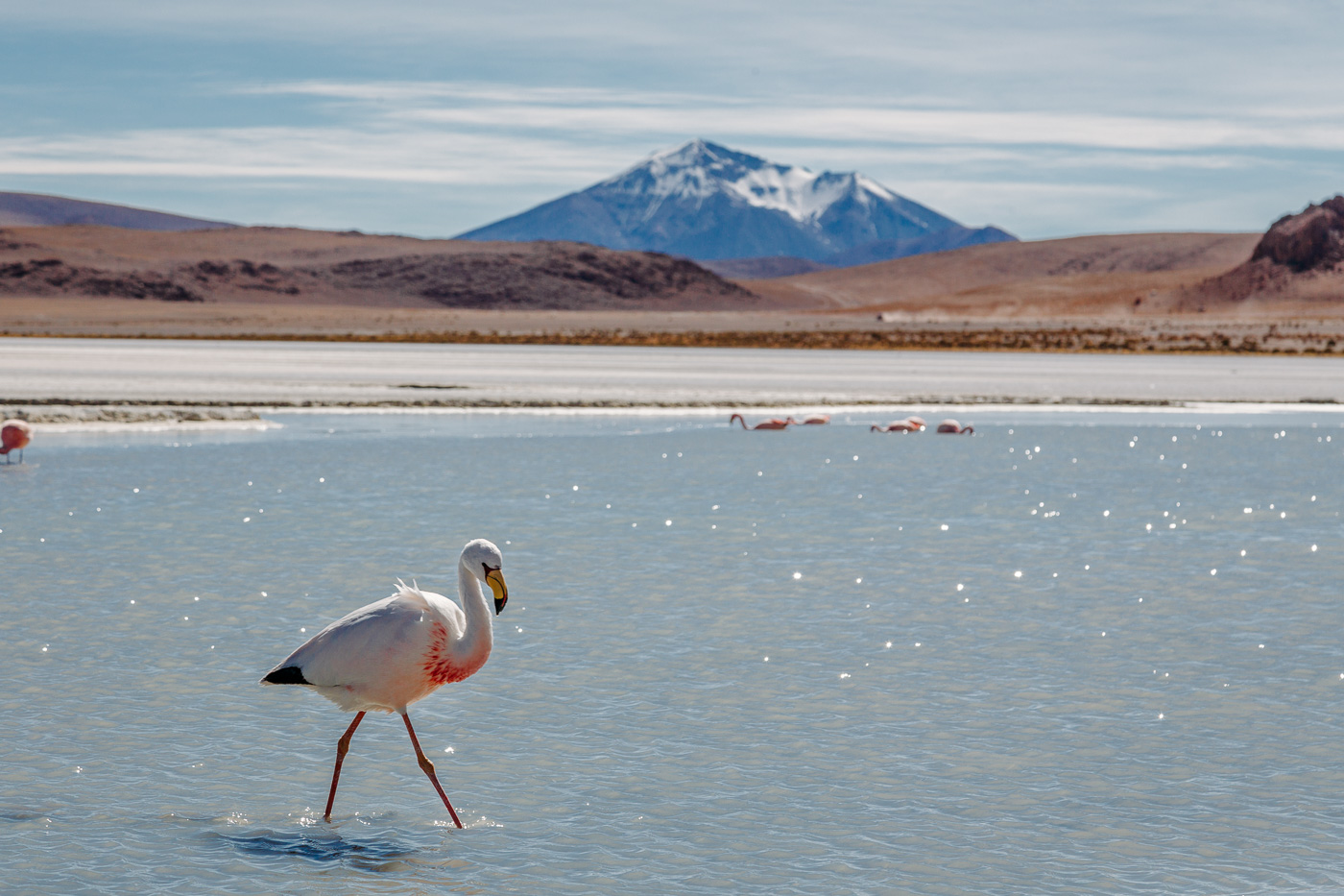 Stopping to admire the flamingos at the White Lagoon on the 3-day Salar de Uyuni tour