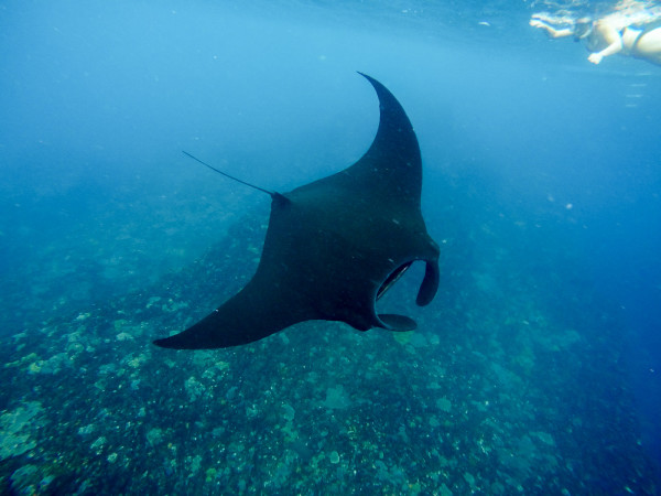 Manta Ray Snorkeling on Nusa Lembongan