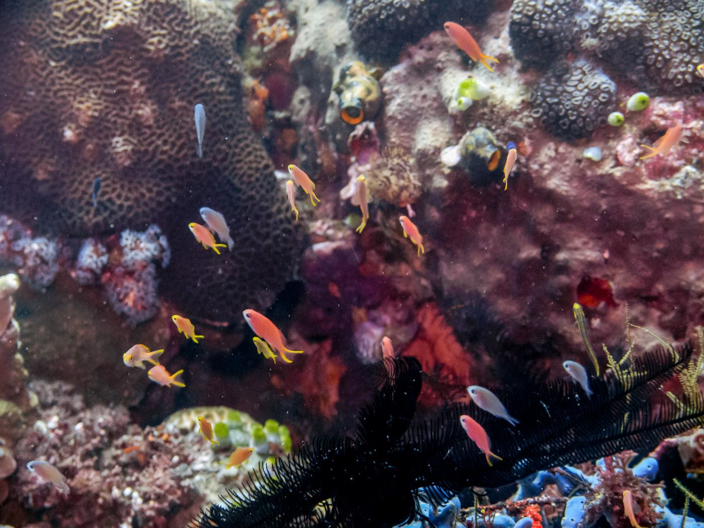 Brilliant corals and fish at Tulamben Wall (Drop-off), Bali