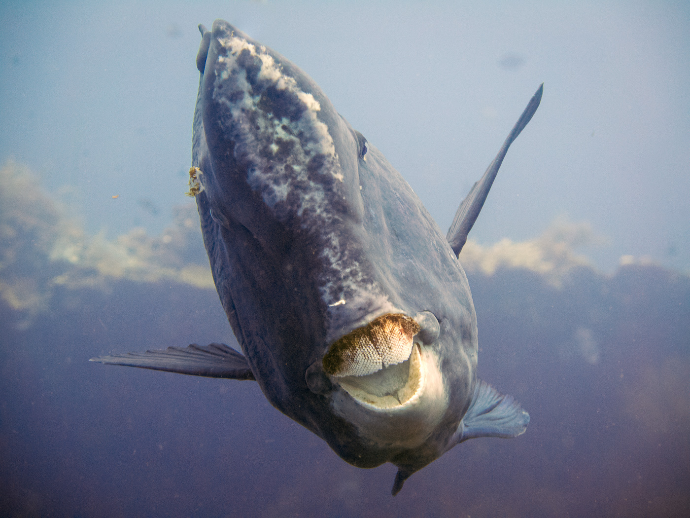 Going head to head with a bumphead parrotfish at the Liberty Wreck
