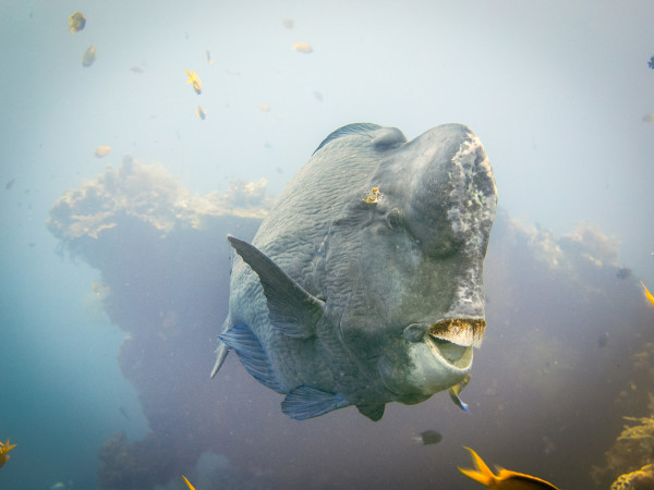 Watching the bumphead parrotfish move around the USAT Liberty was a highlight of the dive