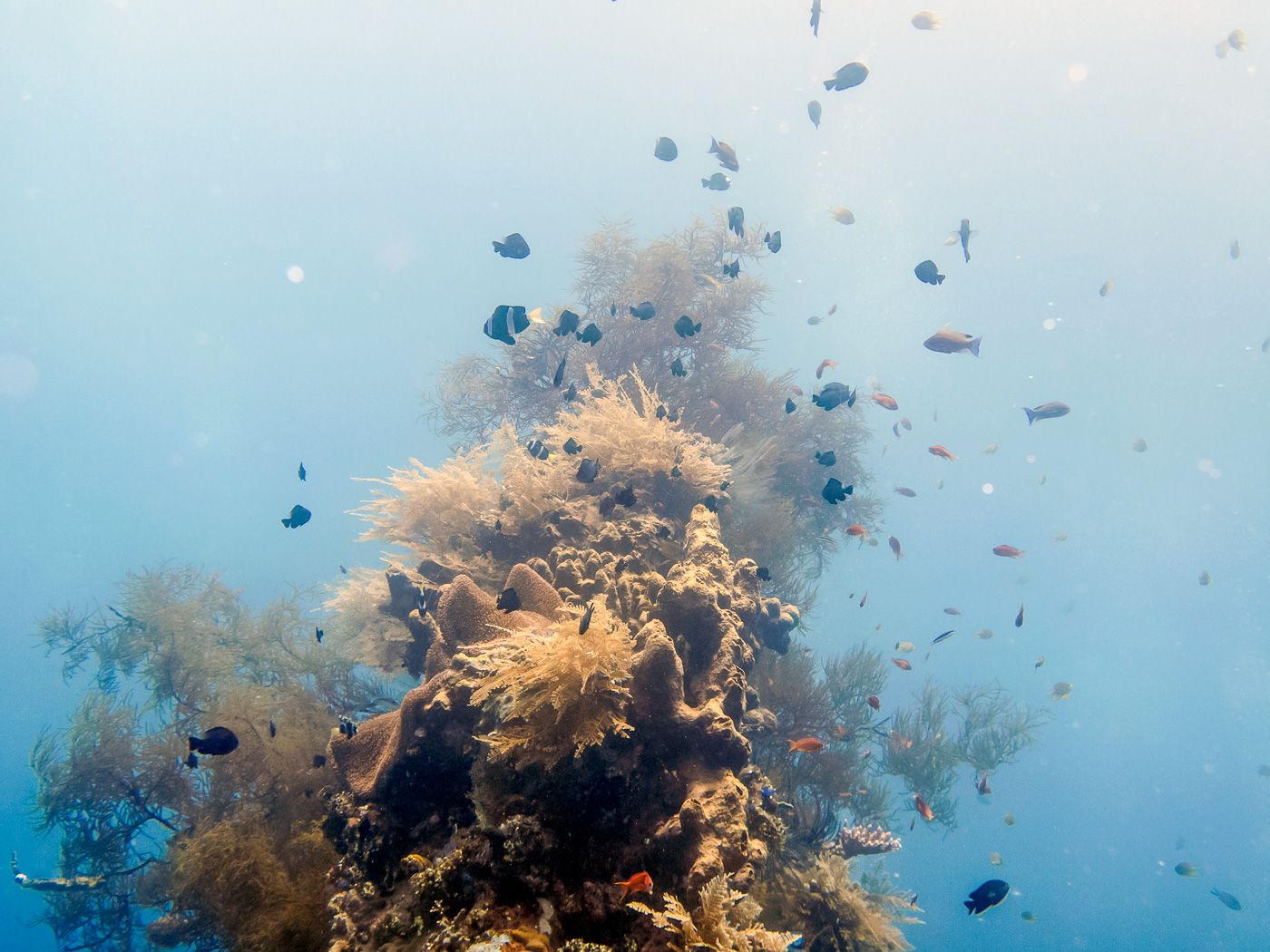 How to get to the USAT Liberty Wreck Dive
