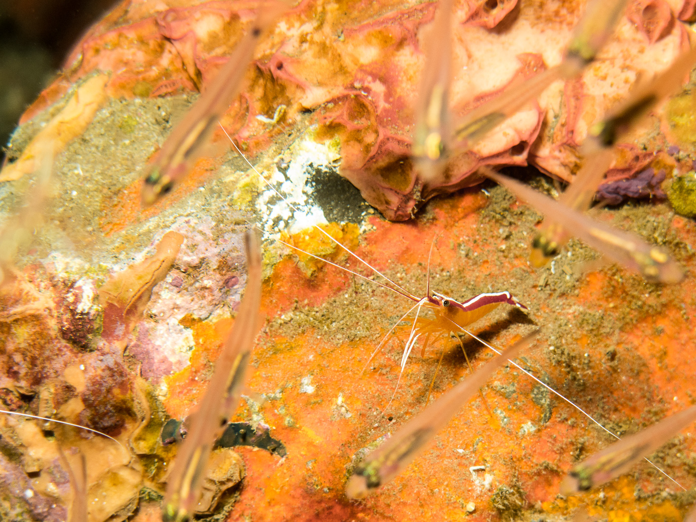 Cleaner shrimp at the Tulamben Wall (Drop-off), Bali