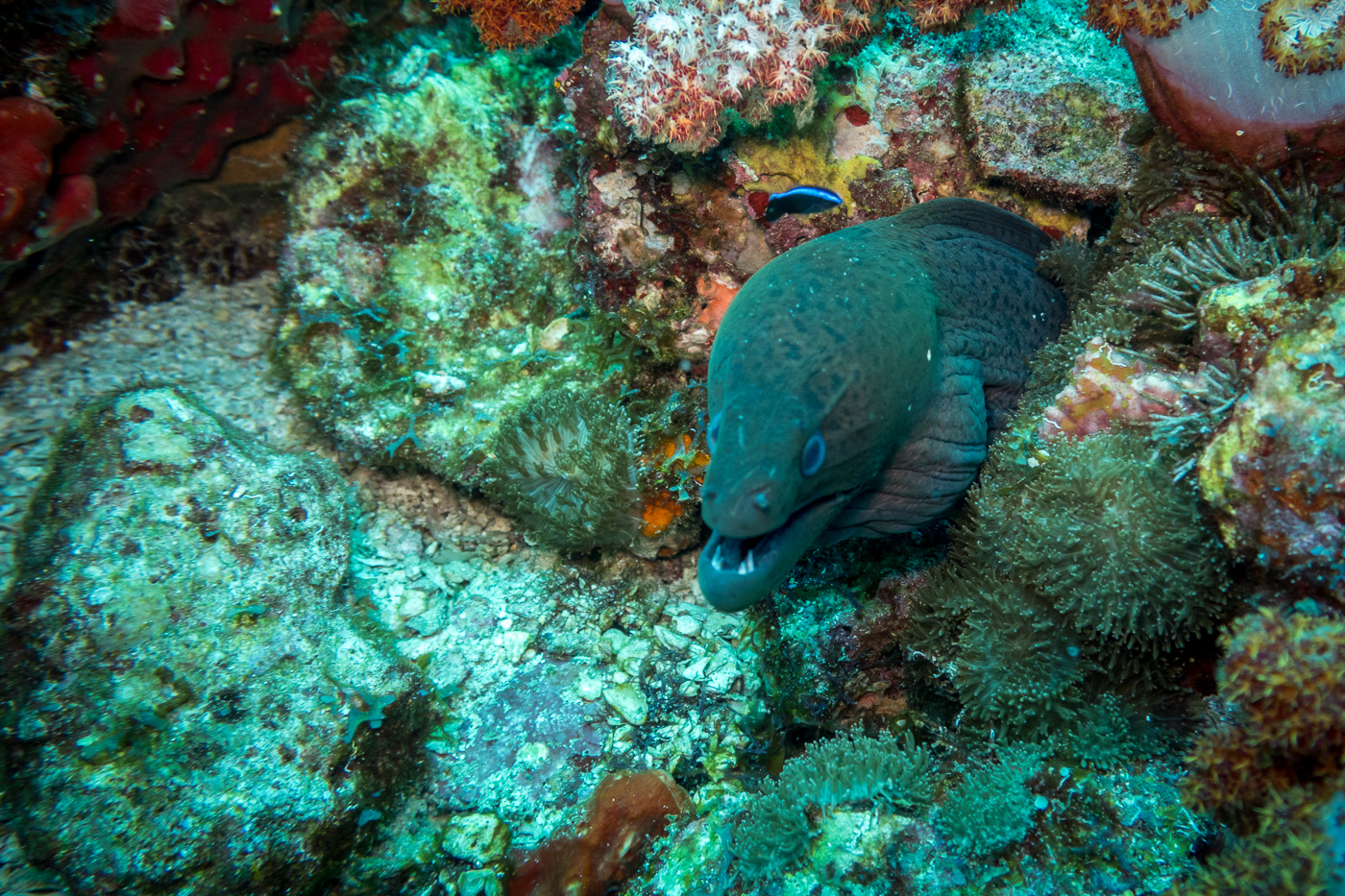 The fimbriated moray eel of Hin Daeng in Thailand