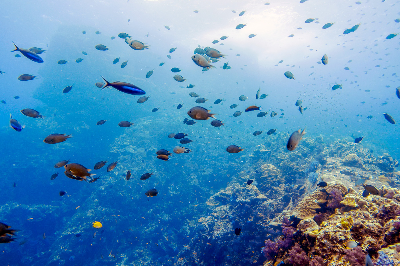 Enjoying fish schooling at Hin Muang in the Andaman Sea diving