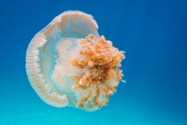 Watching the common jellyfish propel through the water at Koh Haa