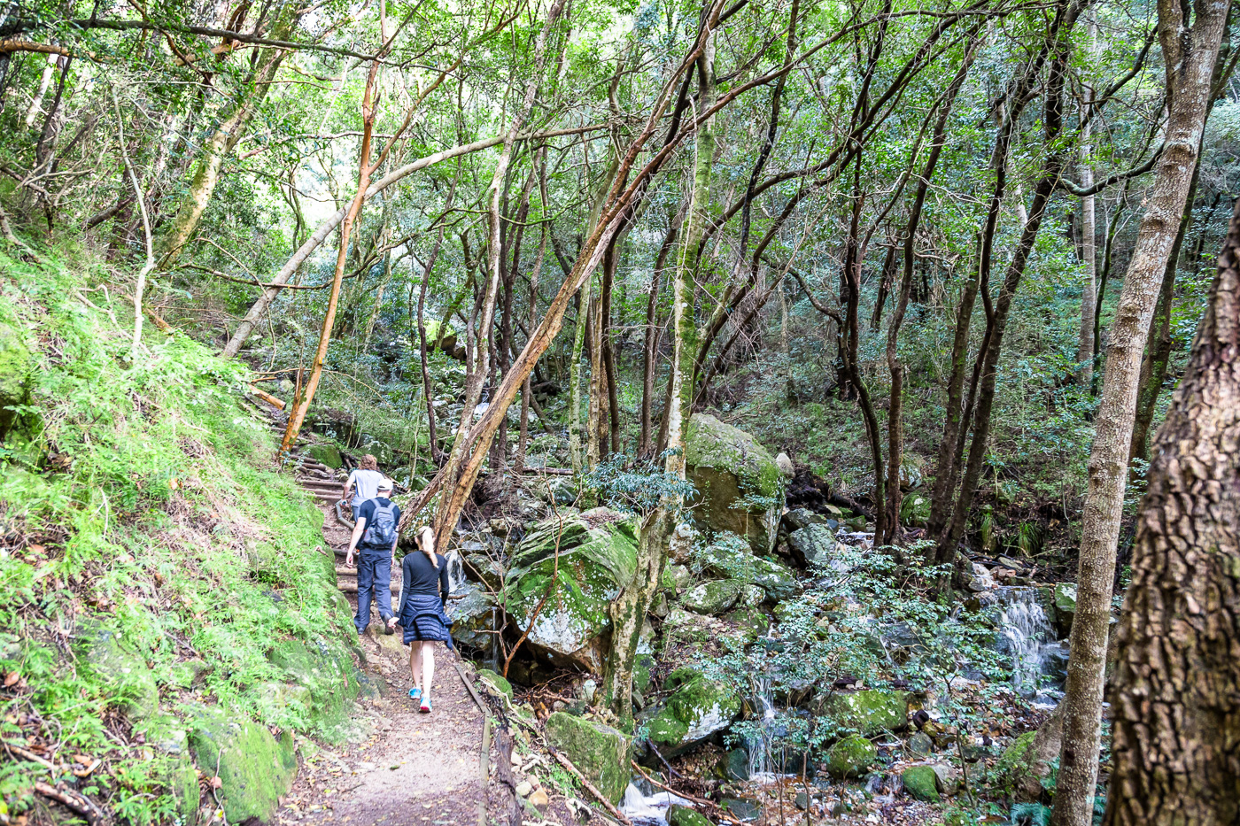 Pictures of Table Mountain -15