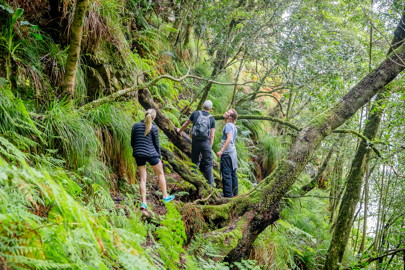 Piers, Kirsten & James try to navigate us back to the Skeleton Gorge trail to Table Mountain