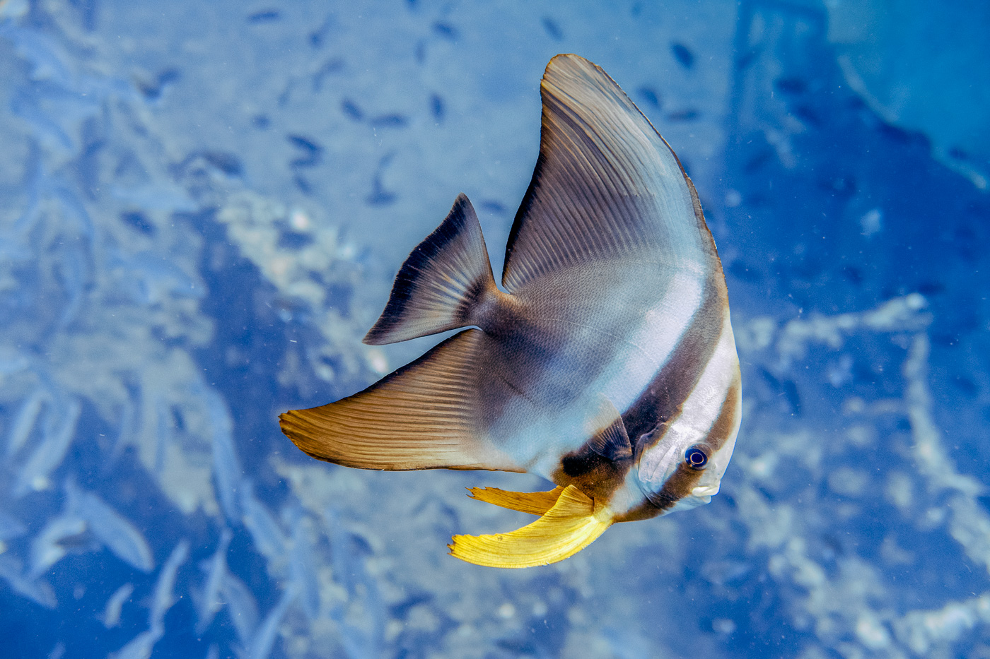 Schools of batfish stood motionless in the currents at the HTMS Chang wreck dive