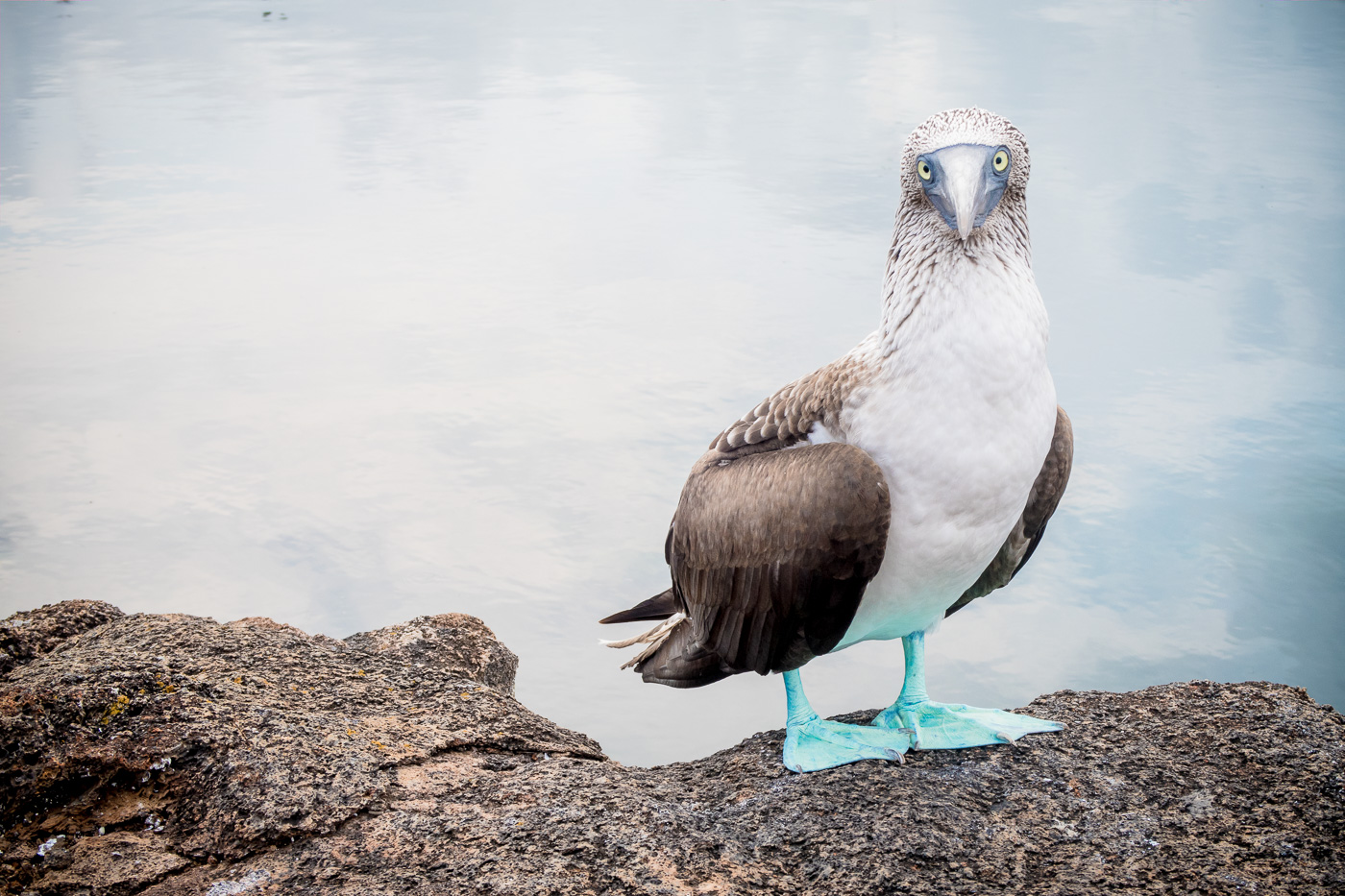 The coolest bird of all time, the Blue Footed Boobie of Galapagos.