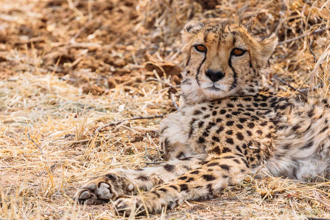 Cheetah Conservation Fund Namibia -24