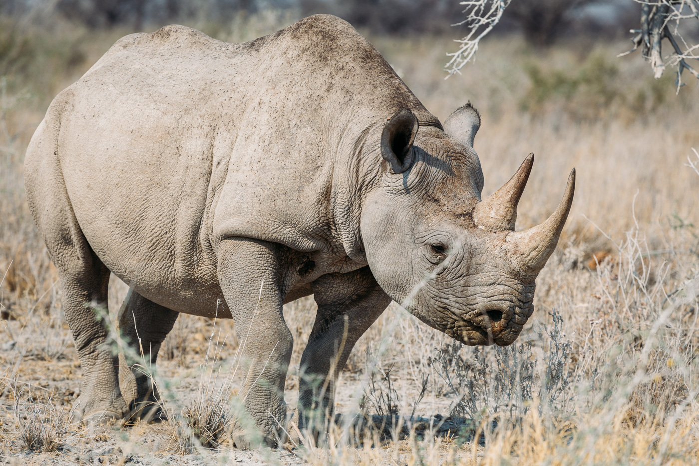 White Rhino on the Etosha Game Reserve 