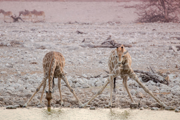 Top Tips for Safari Photography