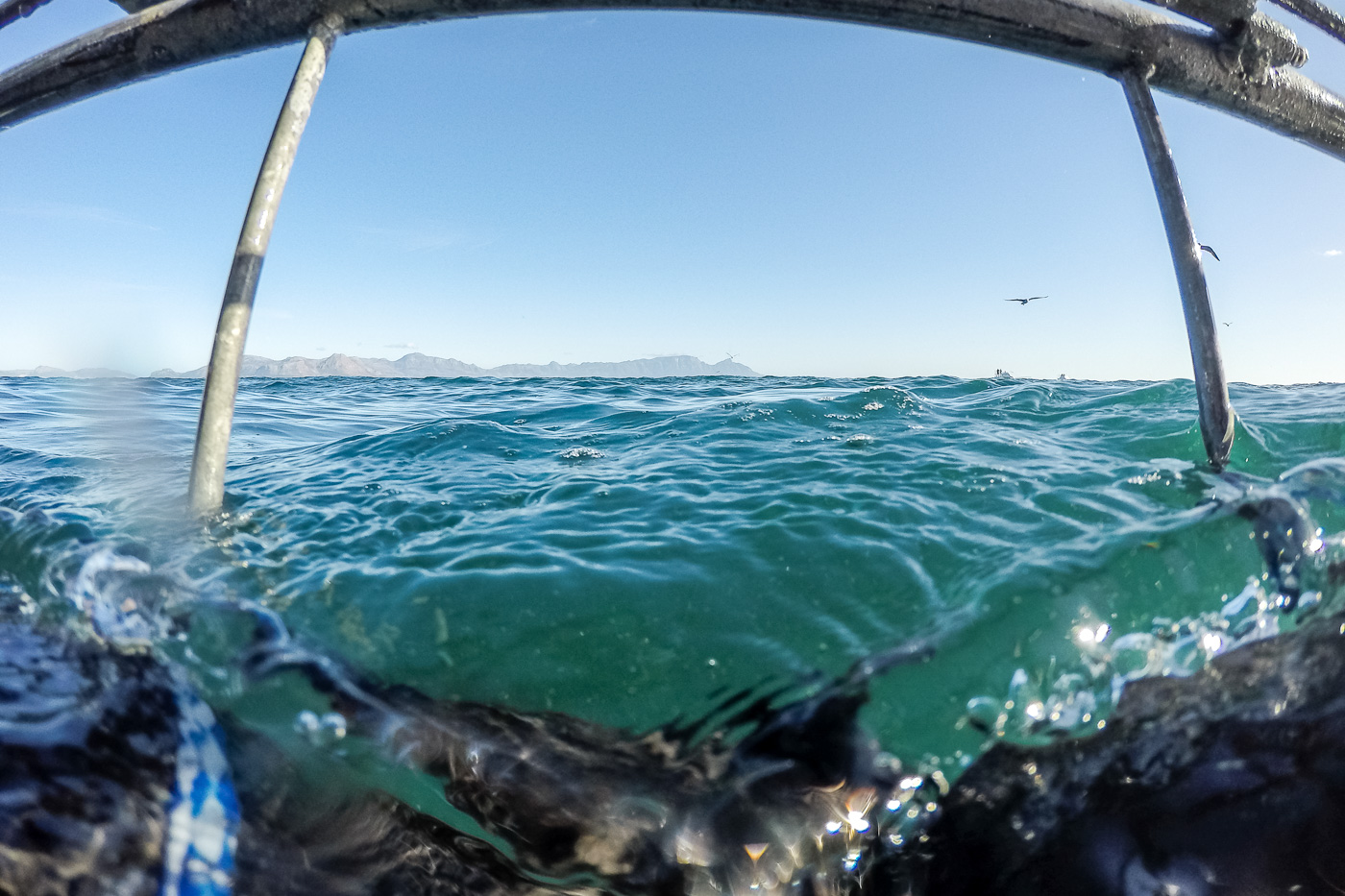 Shark Cage Diving in Hermanus