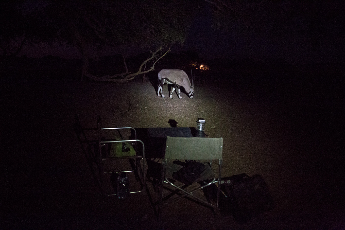 A Namibian orxy comes to visit our campsite 