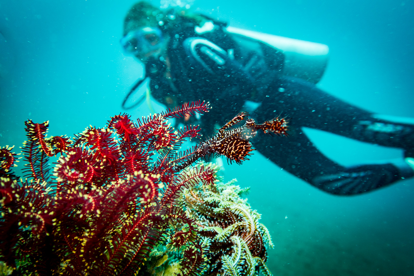 Beautiful ornate ghost pipefish at our Dauin muck dive in the Philippines