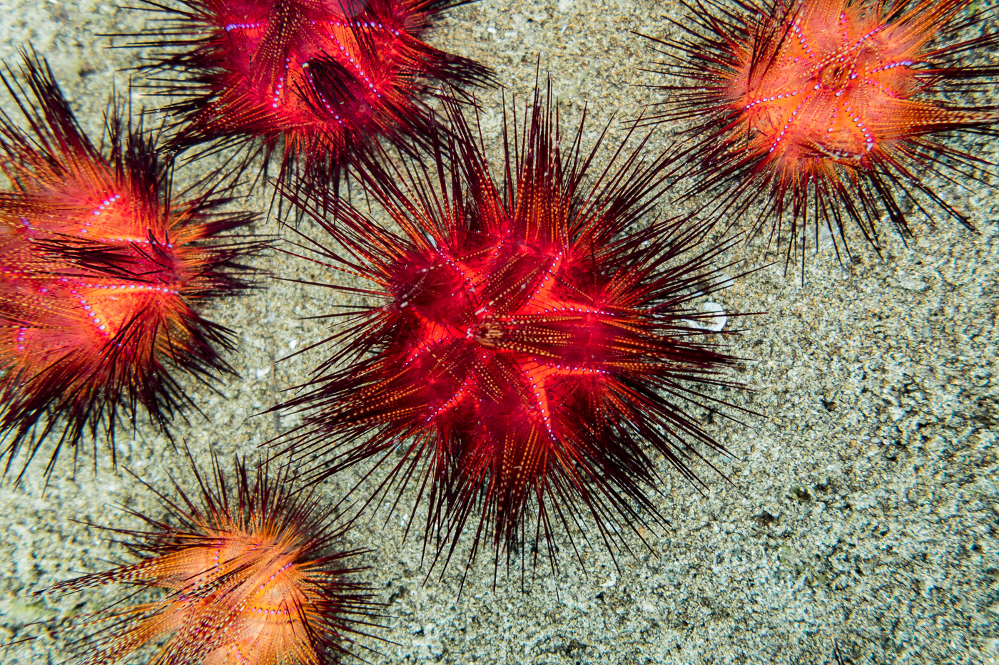 Beautiful sea urchins spotted during our Dauin muck dive