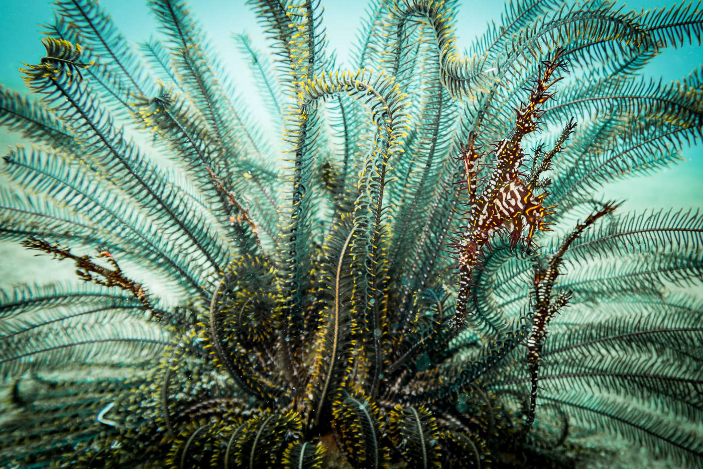 Five ornate ghost pipefish on one soft coral during our Dauin muck dive in Negros, Philippines