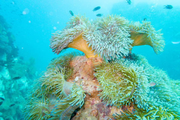Admiring the colors of anemones at Southwest Pinnacle dive site in Koh Tao