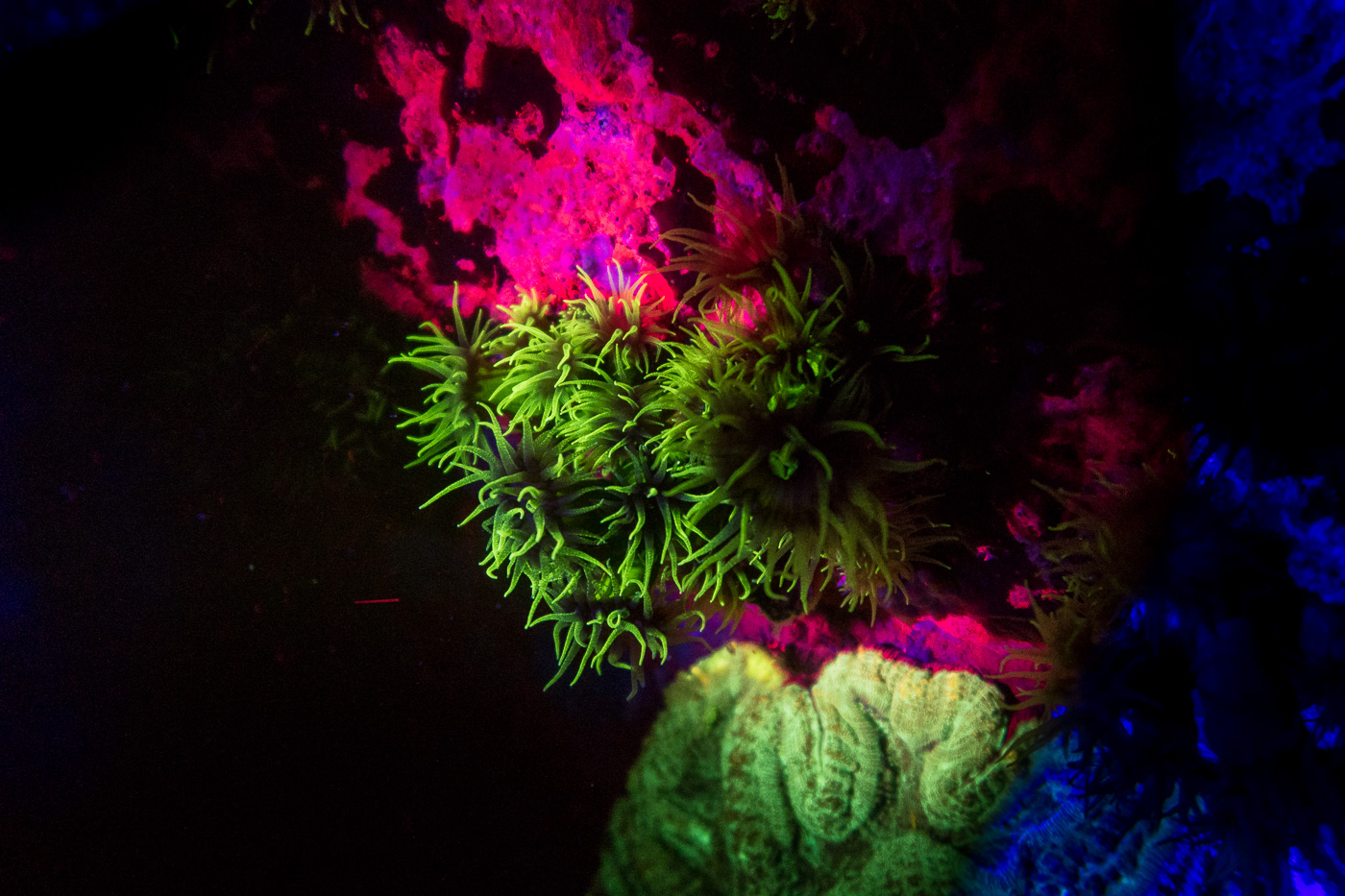 Another colorful coral on our Koh Tao UV Night Dive