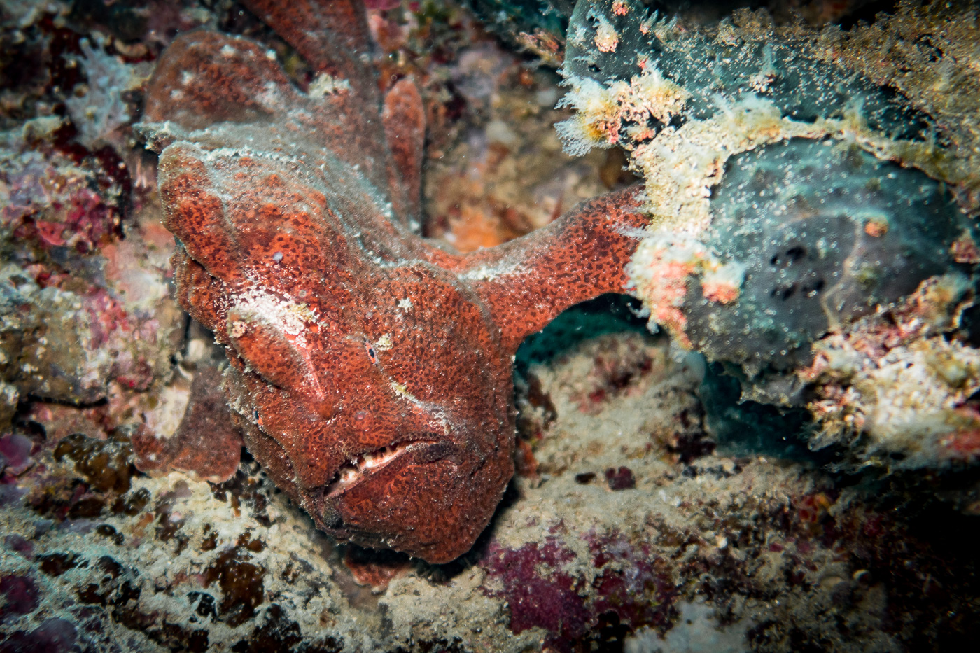 Two bumbling frog fish on our Moalboal wall dives in Cebu Philippines