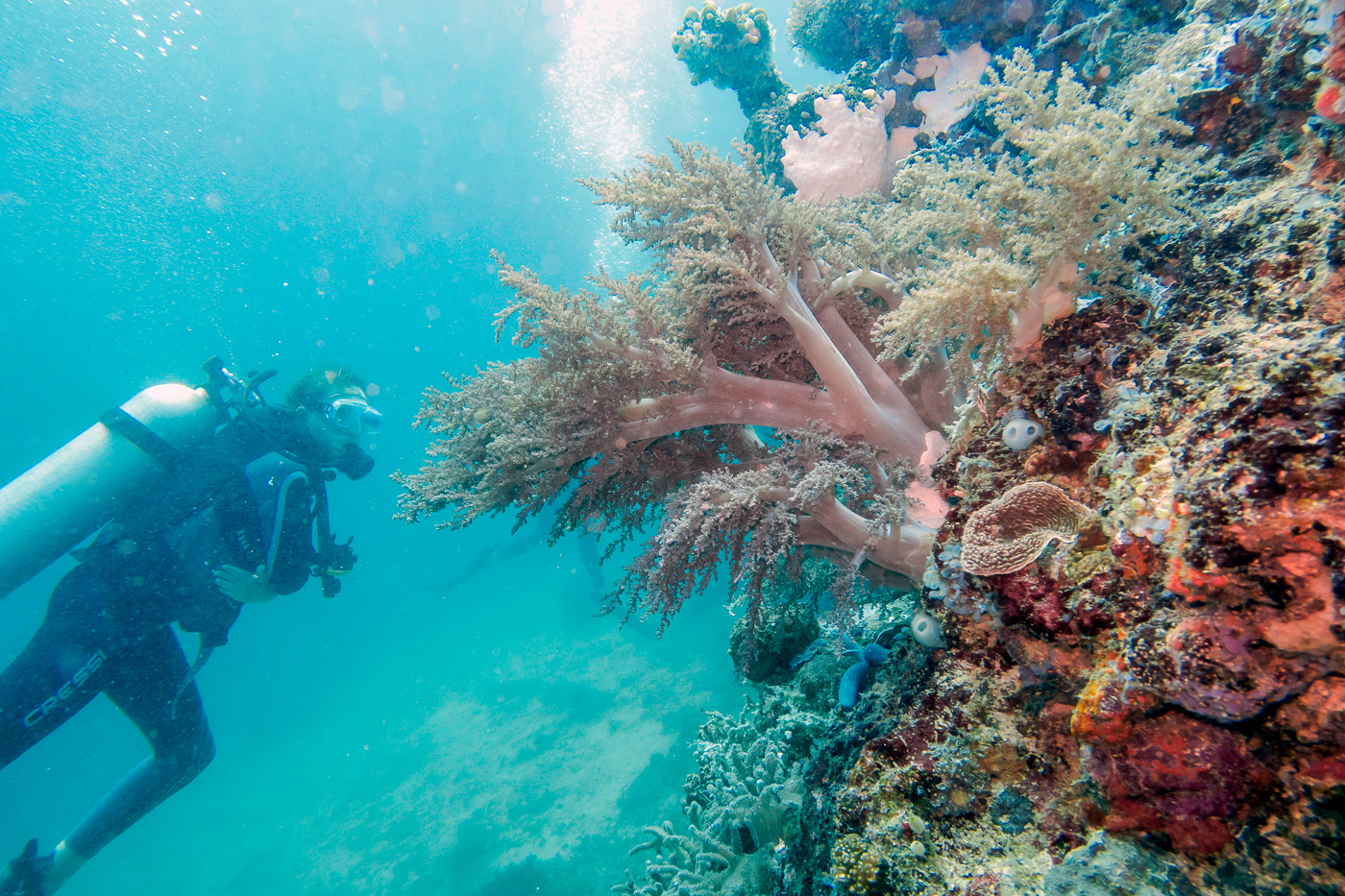 Best scuba diving sites in the philippines