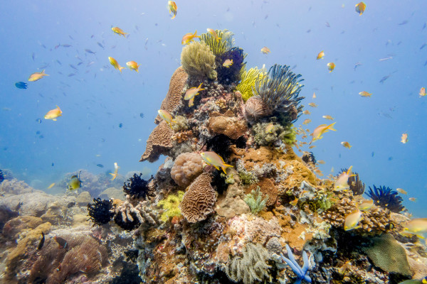 Beautiful corals of Apo Island off of Dauin in the Philippines