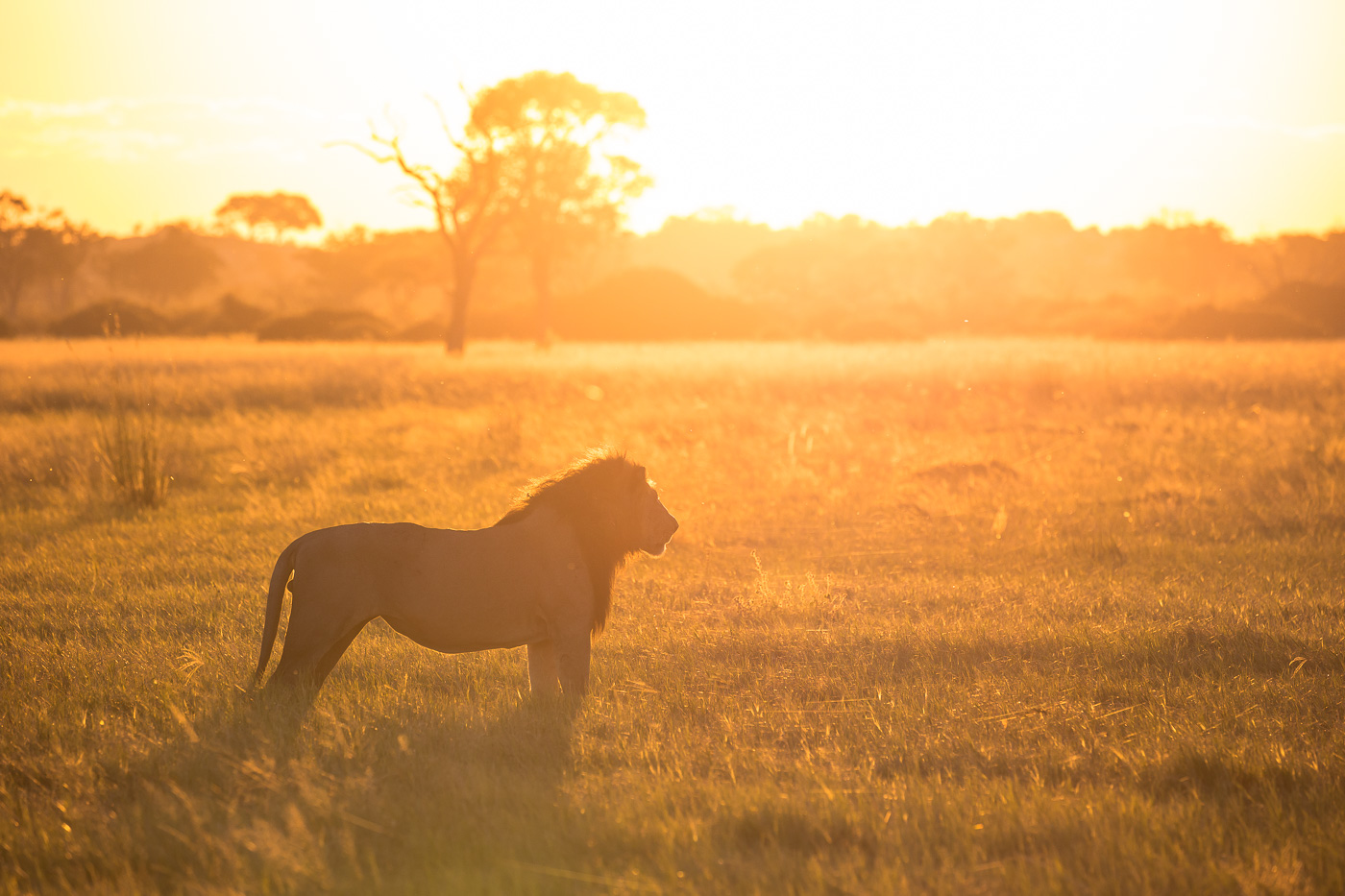 The sunsets as this mighty lion plots his next moves in Botswana's Chobe National Park