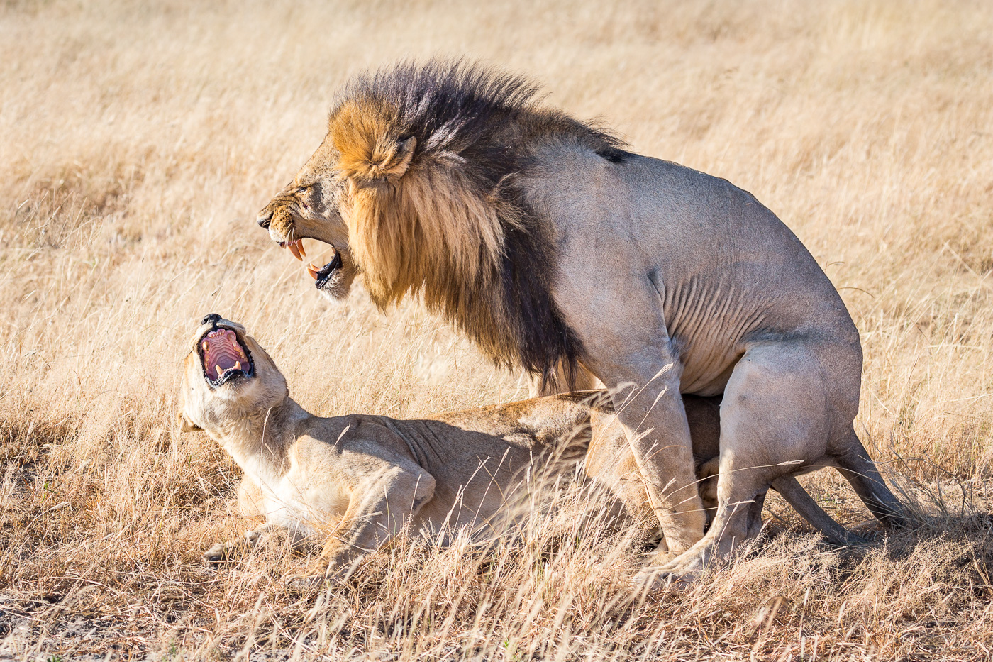 The fierce lions of Chobe Savute in Botswana Chobe National Park