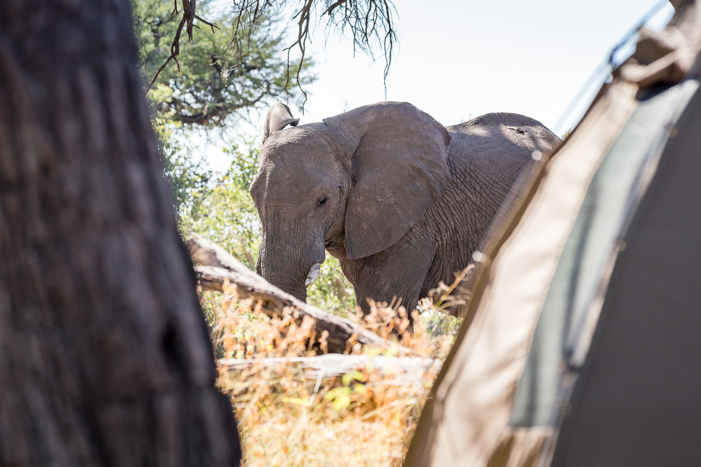 A little too close for comfort at the Khwai camp on our Okavango Expeditions Botswana Safari