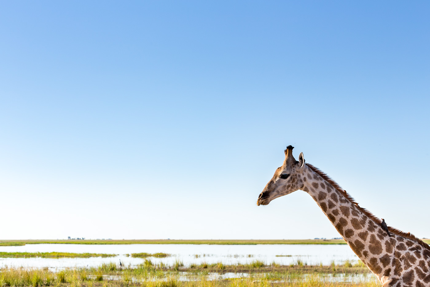 Chobe National Park Botswana Adventurer Safari