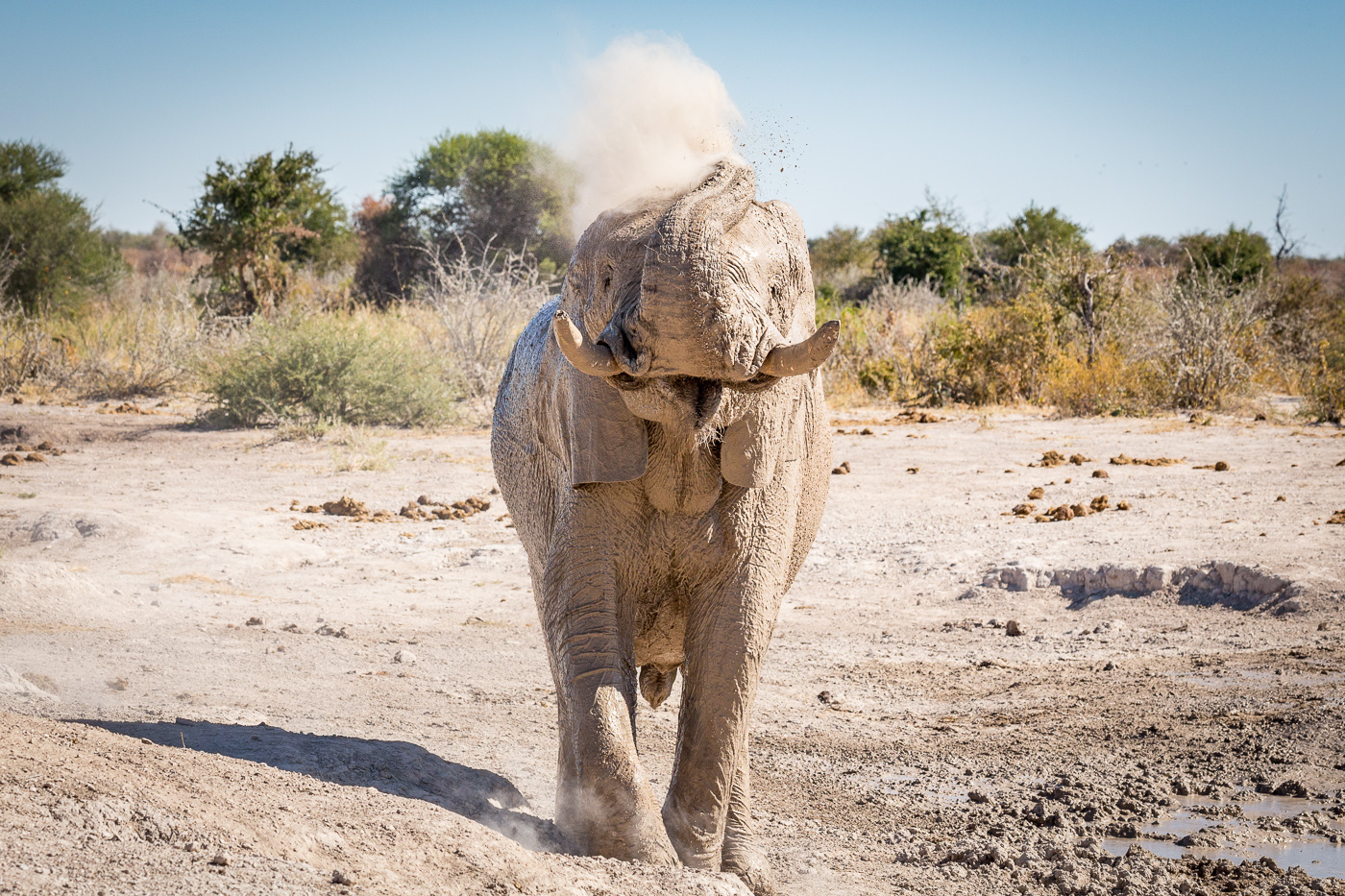 An elephant covers himself in white sand in Botswana
