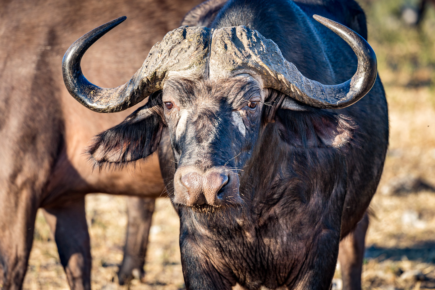 Botswana Adventurer Safari buffalo 