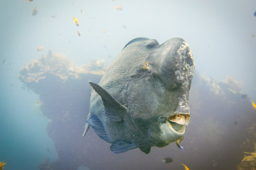 Watching the bumphead parrotfish move around the USAT Liberty was a highlight of the dive