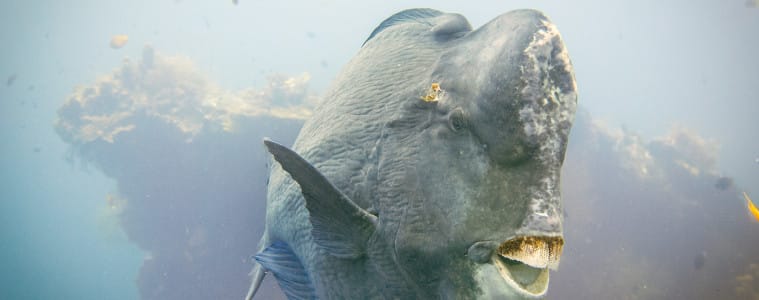Watching the bumphead parrotfish move around the USAT Liberty was a highlight of the dive