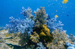Soft purple corals of Hin Muang in the Andaman Sea